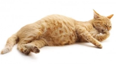 Hogyan lehet megtudni, hogy a terhesség macska?